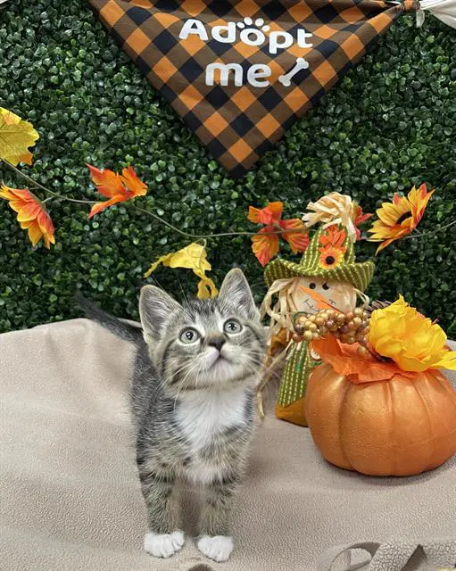 Meep - Domestic Short Hair