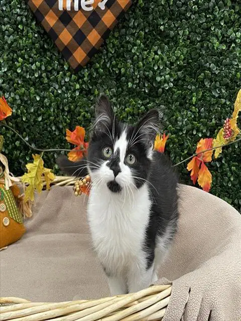 Avril - Domestic Short Hair