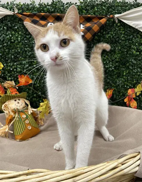 Pippa - Domestic Short Hair