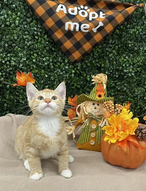 Waffle - Domestic Short Hair