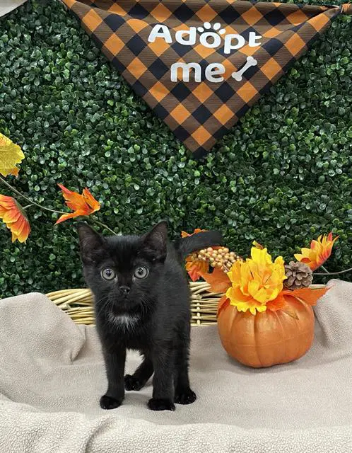 Biscuit - Domestic Short Hair