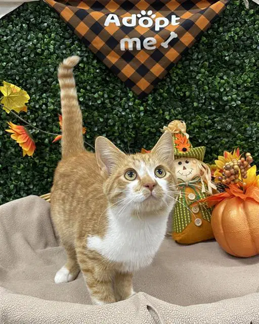 Pancake - Domestic Short Hair
