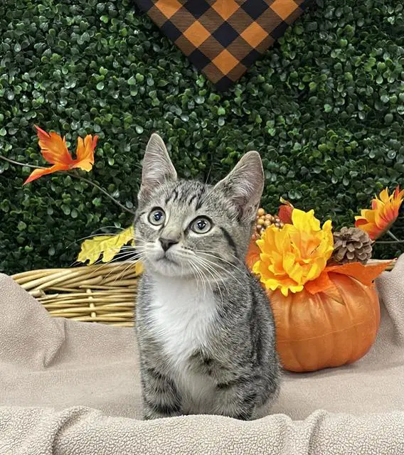 Bacon - Domestic Short Hair