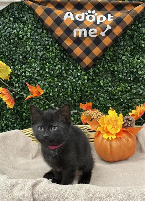 Peppurr - Domestic Short Hair