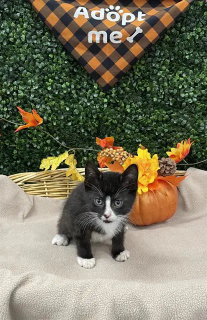 Jaspurr - Domestic Short Hair