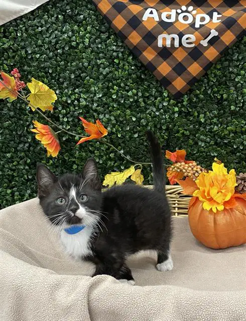 Troopurr - Domestic Short Hair