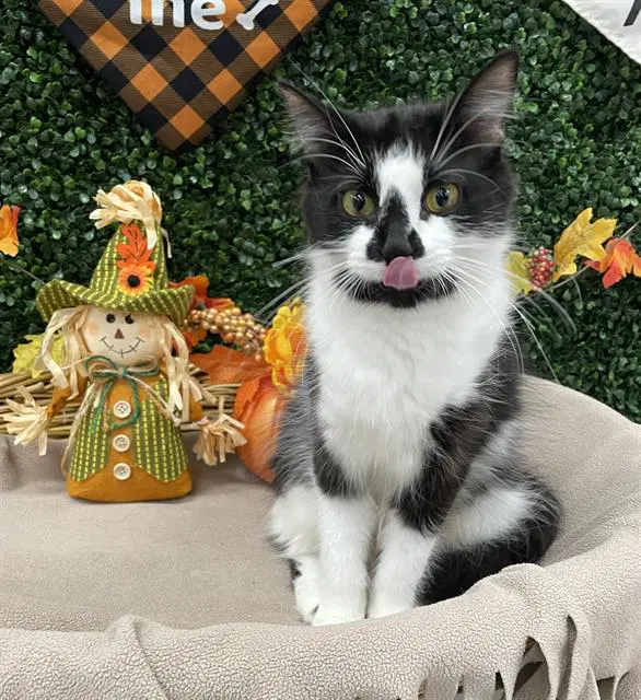 Chloe - Domestic Short Hair