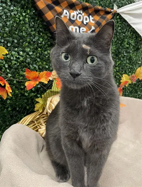 Boris - Russian Blue