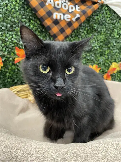 Pepper - Domestic Medium Hair