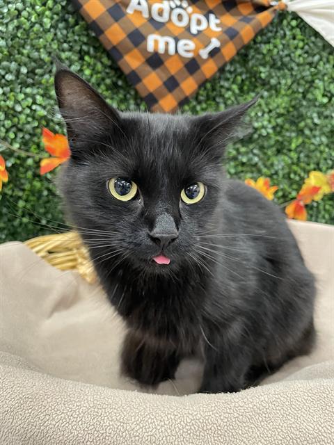 Pepper
