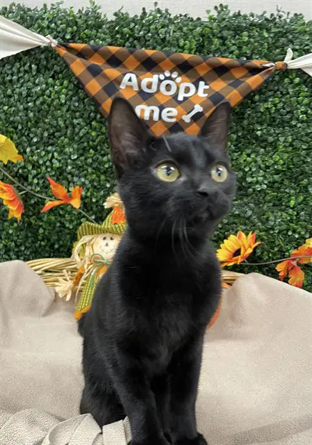 Monica - Domestic Short Hair