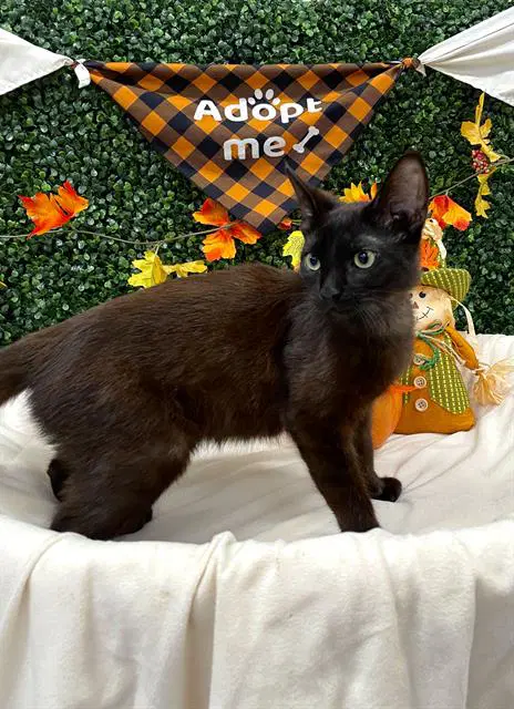 Espresso - Domestic Short Hair