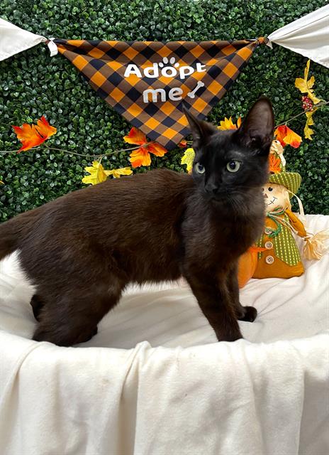 ESPRESSO, a cat for adoption from Saskatoon Society for the Prevention of Cruelty to Animals