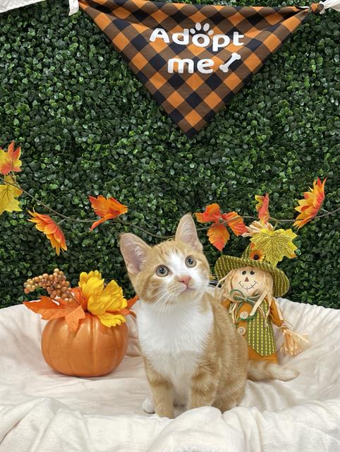 Jack-O-Lantern, Domestic Short Hair