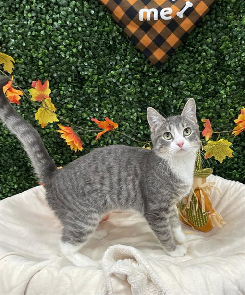STRAWBERRY, a cat for adoption from Saskatoon Society for the Prevention of Cruelty to Animals