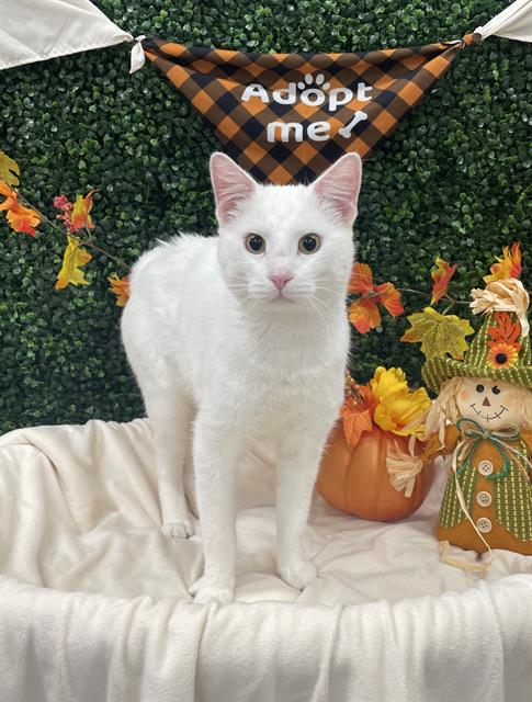 Provolone, Domestic Short Hair
