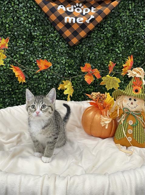 Carolina, Domestic Short Hair