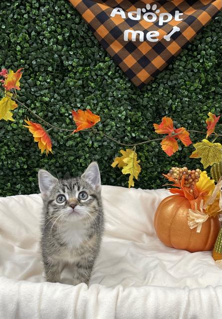 Arizona, Domestic Short Hair