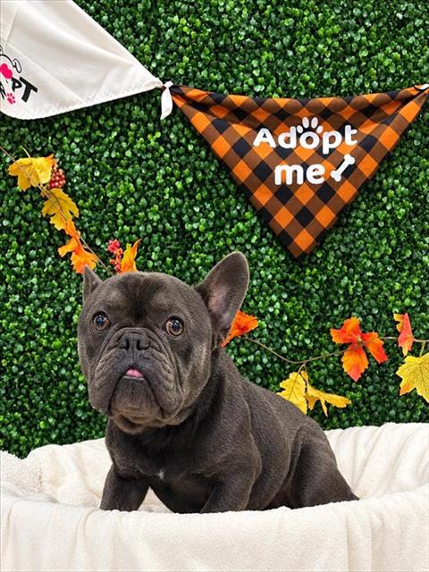 Tibor, French Bulldog