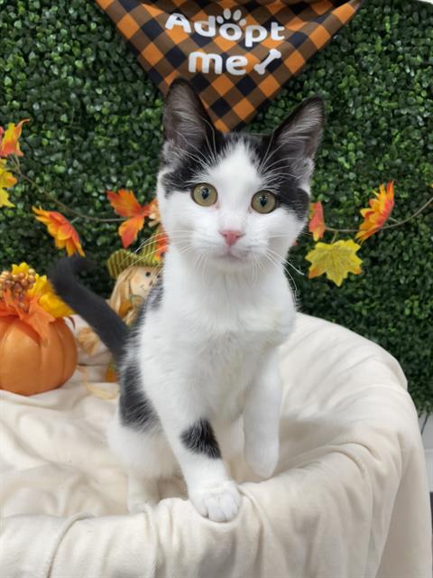 Athena, Domestic Short Hair