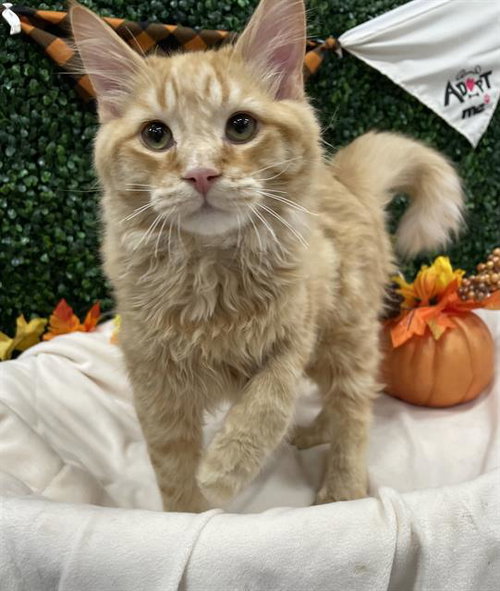 LYRIC, a cat for adoption from Saskatoon Society for the Prevention of Cruelty to Animals