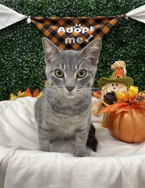LOKI, a cat for adoption from Saskatoon Society for the Prevention of Cruelty to Animals
