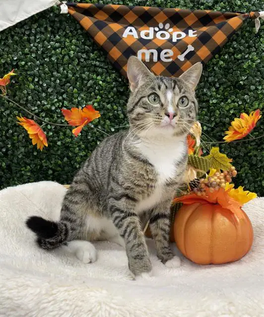 Menchie - Domestic Short Hair