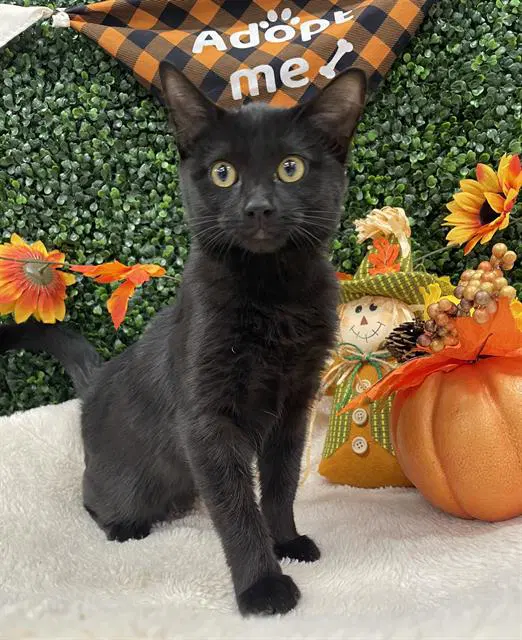 Spectra - Domestic Short Hair