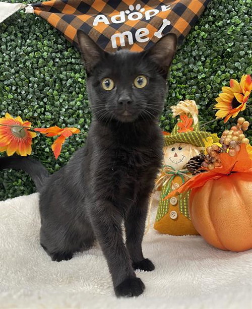 SPECTRA, a cat for adoption from Saskatoon Society for the Prevention of Cruelty to Animals