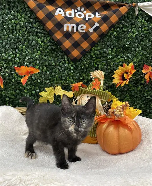 Shrimp - Domestic Short Hair
