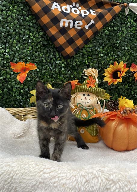CHOW MEIN, a cat for adoption from Saskatoon Society for the Prevention of Cruelty to Animals