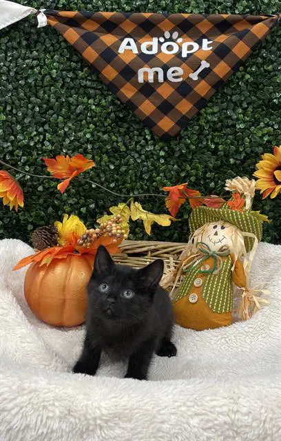 Bella Swan - Domestic Short Hair