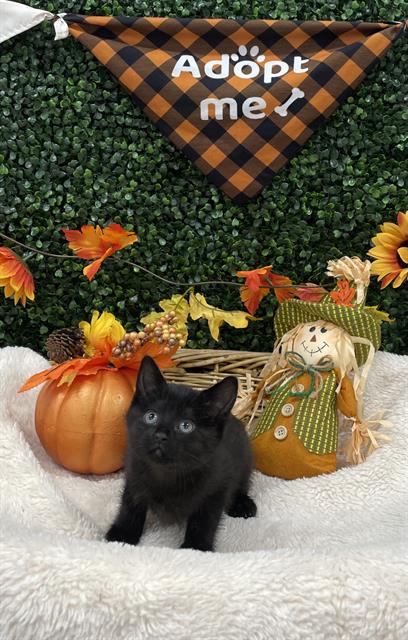 BELLA SWAN, a cat for adoption from Saskatoon Society for the Prevention of Cruelty to Animals