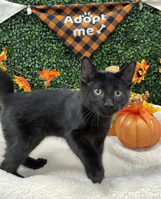 Salem - Domestic Short Hair