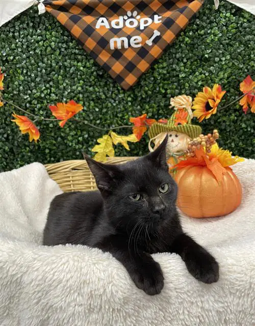 Spooks - Domestic Short Hair