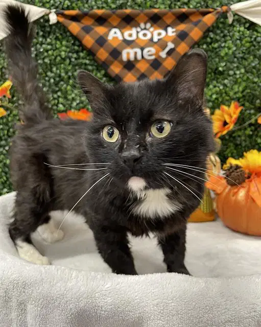 Count Catula - Domestic Short Hair