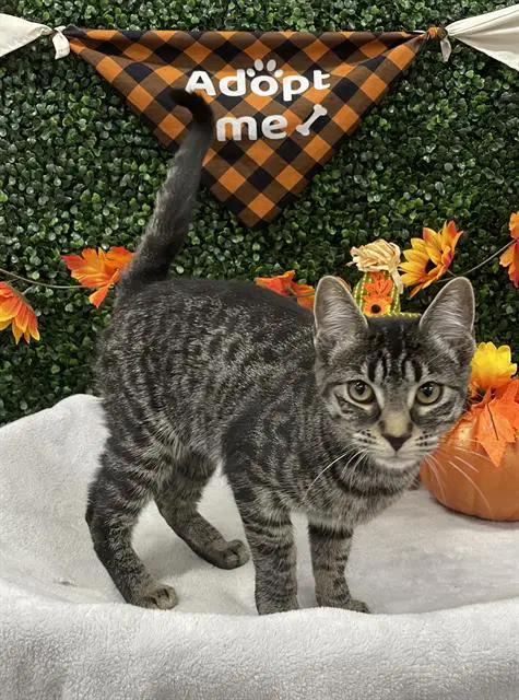 Zelda - Domestic Short Hair