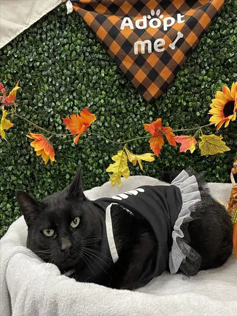 Morticia - Domestic Short Hair