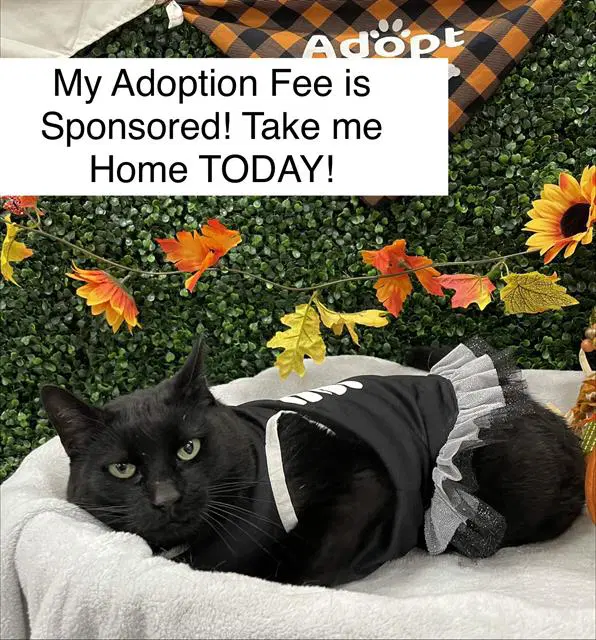 Morticia - Domestic Short Hair
