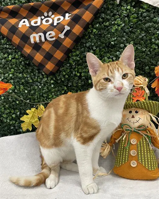Boo - Domestic Short Hair
