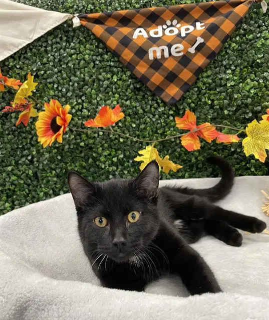 Ghoul - Domestic Short Hair