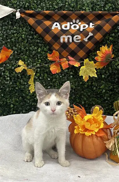 Cassidy - Domestic Short Hair