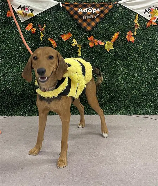 Marley - American Foxhound
