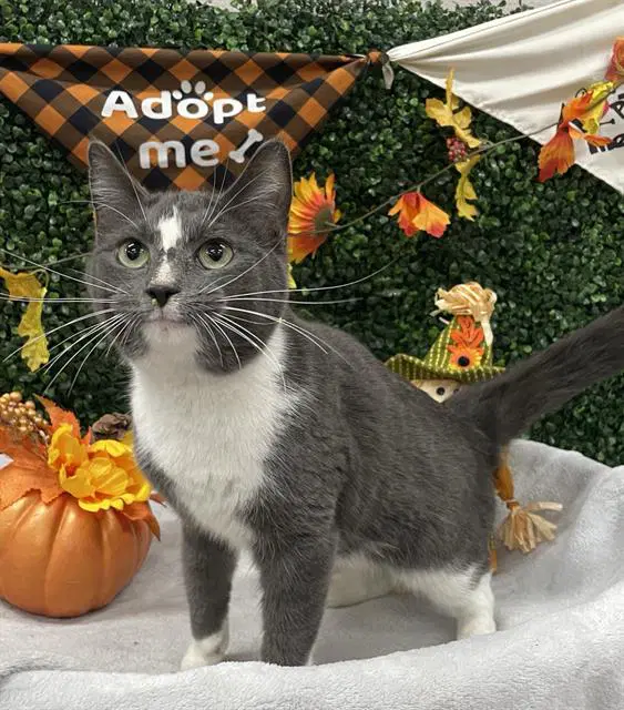 Fergalicious - Domestic Short Hair