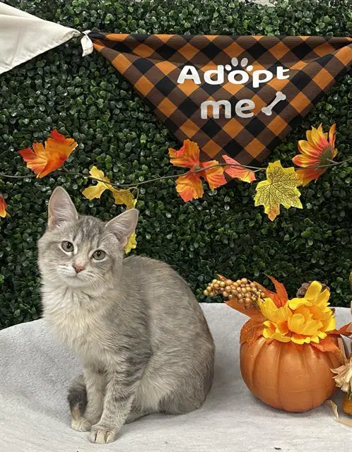 Charlotte - Domestic Short Hair