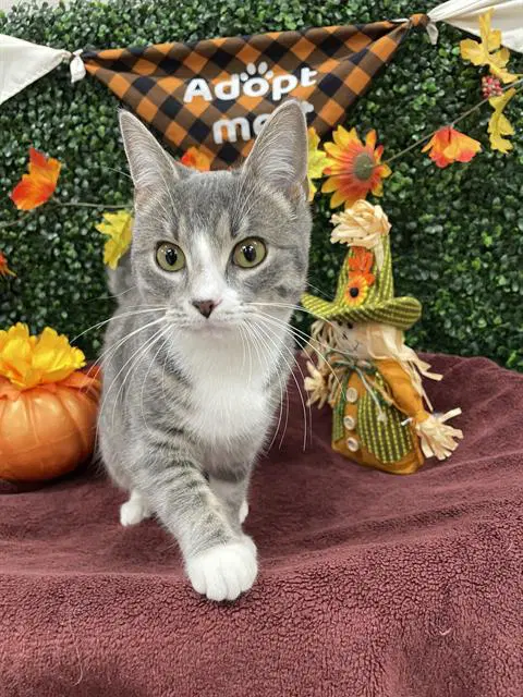Sora - Domestic Short Hair