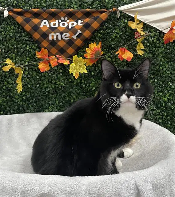Otis - Domestic Medium Hair