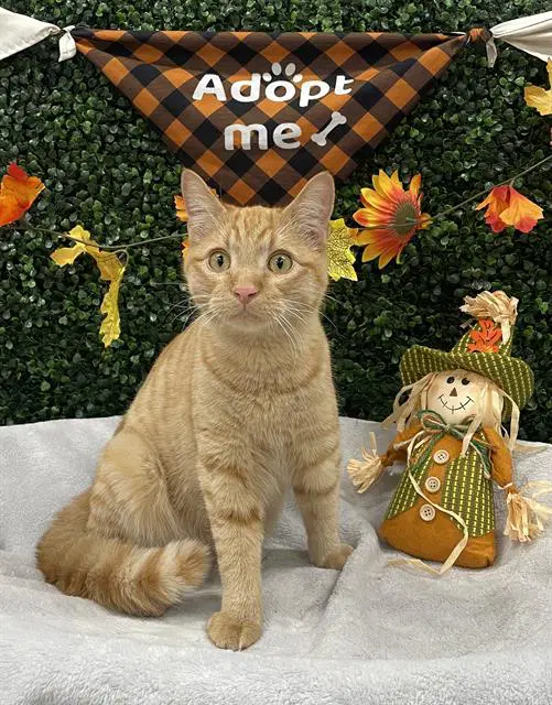 Templeton - Domestic Short Hair