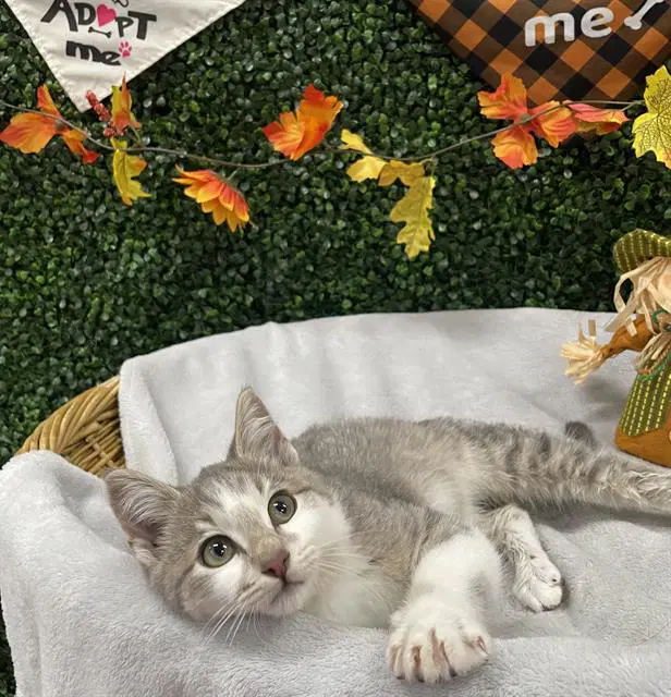 Meowth - Domestic Short Hair