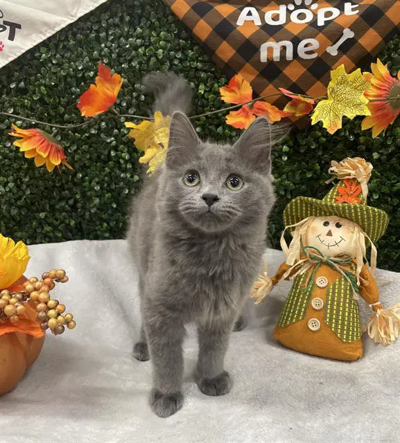 Jaq - Domestic Medium Hair